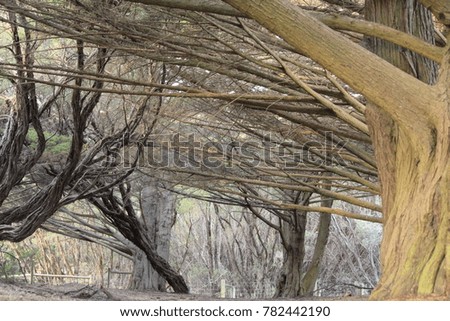 Big old trees in Australia