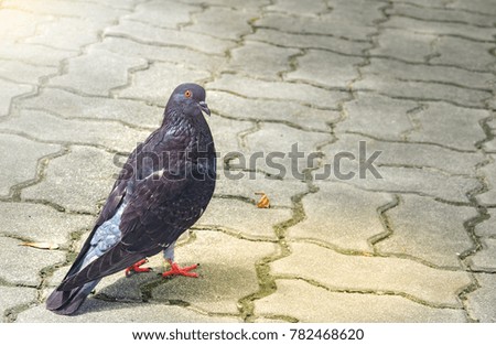 Blurred pigeon standing on ground walk street 