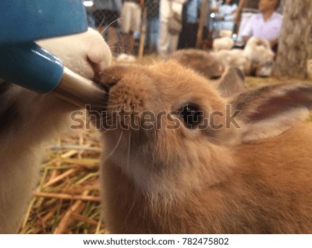 Rabbit eat water
