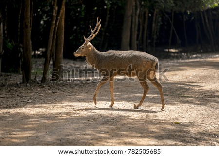 Deer walk in the forest,