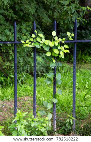 Leafy vine growing on wrought iron fence in a garden