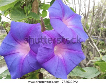Purple morning glory with water drop on nature background