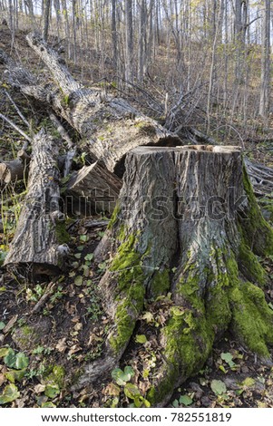 Stump with part of green moss and truncated trunk in the background.
