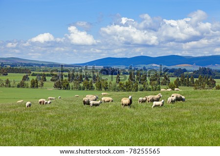 Sheep grazing in the fields of New Zealand Royalty-Free Stock Photo #78255565