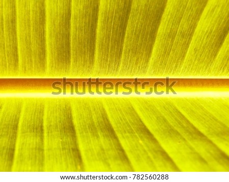 Closeup on horizon and vertical texture of banana leaf with shiny lighting for copy space background