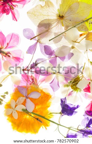 colorful dry flowers