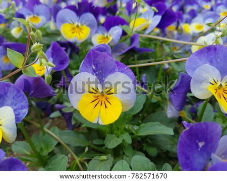 Yellow, white and purple, colorful pansy