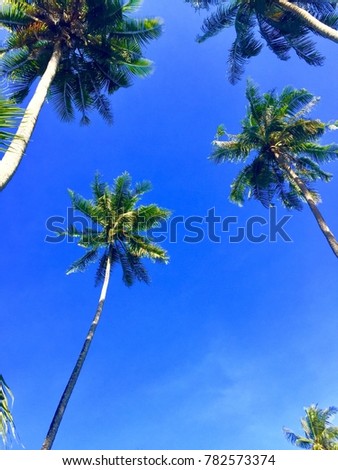 Coconut trees and blue sky.