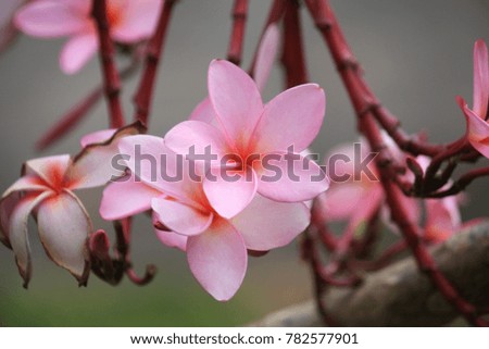 Close-up of pink plumeria as a background.