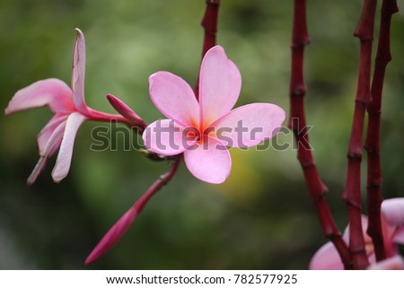 Close-up of pink plumeria as a background.