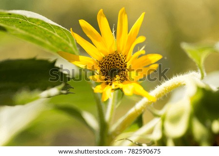Yellow sunflower flower with seeds in the garden