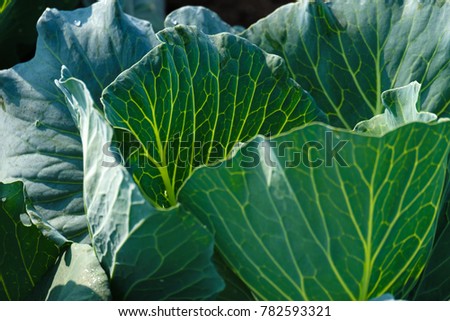 Growing cabbage farm field - Farming Plots 