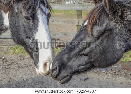 horses rubbing noses Royalty-Free Stock Photo #782594737