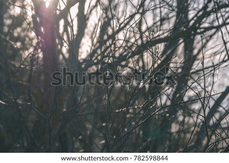 tree trunk textures in natural environment. natural environmental detail view in latvia - vintage film look