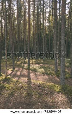 clear morning in the woods. spruce and pine tree forest with trunks - vintage film look
