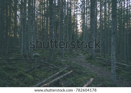 clear morning in the woods. spruce and pine tree forest with trunks, dark shadows with sun rays - vintage film look