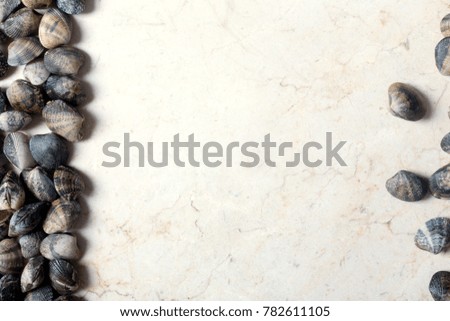 Sea shells on a white marble background with copy space. Top view