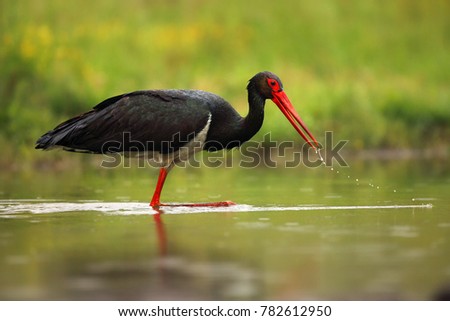 The black stork (Ciconia nigra) standing in shallow water of a pond with banks of green.Large bird in the stork family Ciconiidae. Hunting stork with drops on the beak. Royalty-Free Stock Photo #782612950