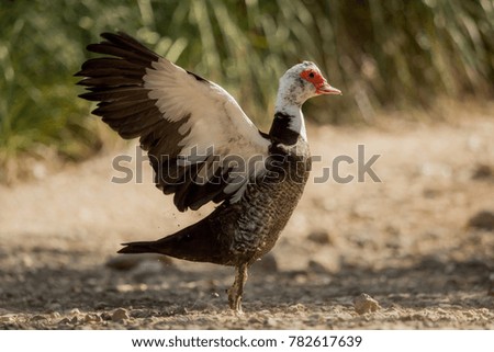 Muscovy duck - one from a series