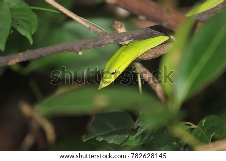 Green vine snake in the rain forest, India