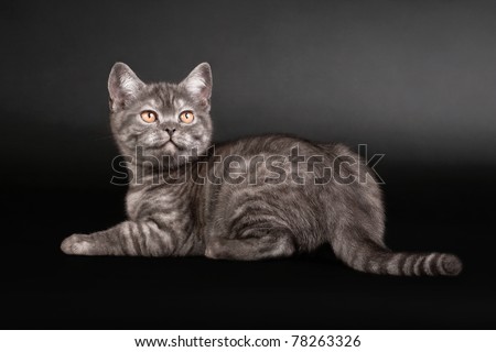 Black smoke british kitten on black background