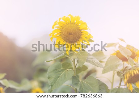 field of sunflowers under blue sky Close-up of sun flower