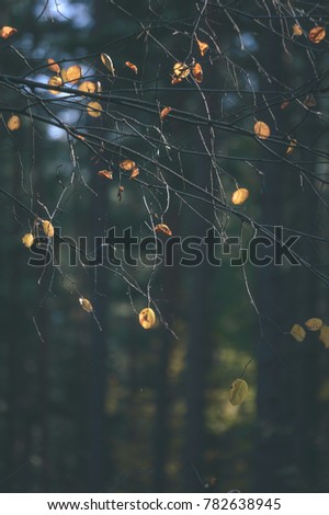autumn tree leaves on blur background. natural environmental detail view in latvia - vintage film look