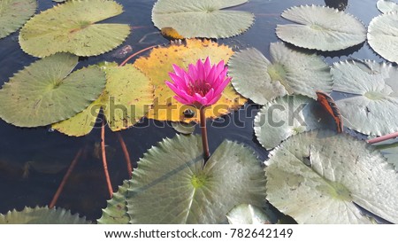 The pink lotus and the leaf of the green lotus are in the pond.