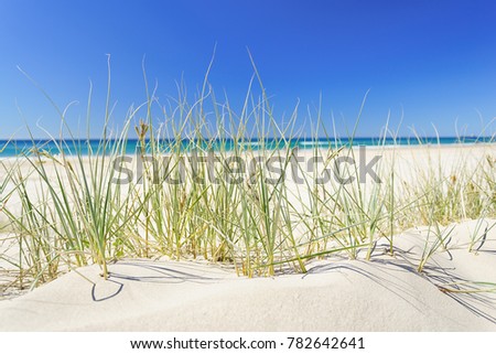 Sea Grass on the Gold Coast, QLD.