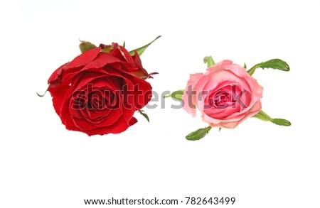  flower head of roses in a white background