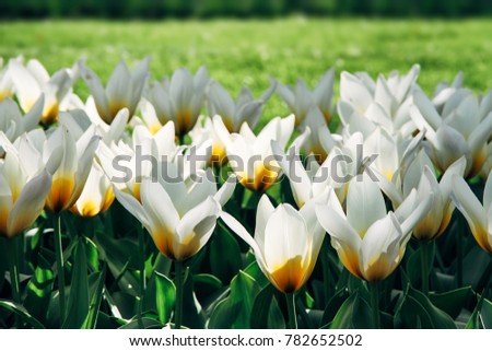 White tulips with yellow details and garden green grass out of focus background in Amsterdam, Netherlands during Spring season. Flowers backlit and lit from the side with natural sun light. 