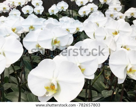 White Phalaenopsis orchid flowers on black background