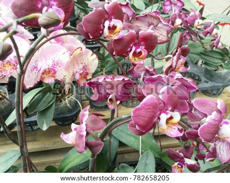 Purple and Pink Orchid Background