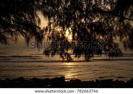 Morning sunlight, the sun rising from the sea, pine trees as a backdrop at a beach.