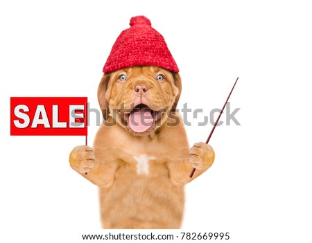 Funny puppy  wearing a warm hat  and holds sales symbol and pointing stick. isolated on white background