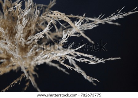 abstract dry decoration on black background