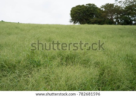 Meadow of grass