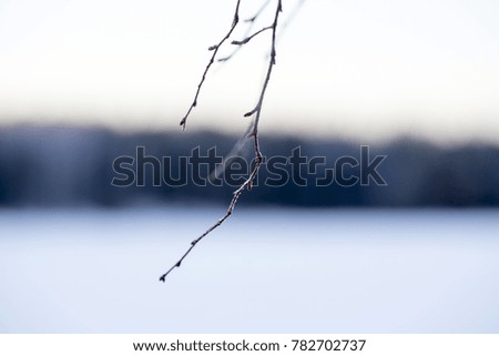 Simplicity. A single tree branch with blurry winter background.