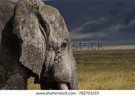 Elephant, Ngorongoro Reserve