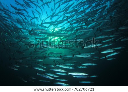 School of Blackfin Barracuda fish underwater