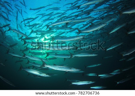 School of Blackfin Barracuda fish underwater