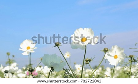 the flowers at the garden against blue sky Royalty-Free Stock Photo #782722042