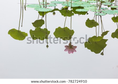 Lotus reflected in the water suface