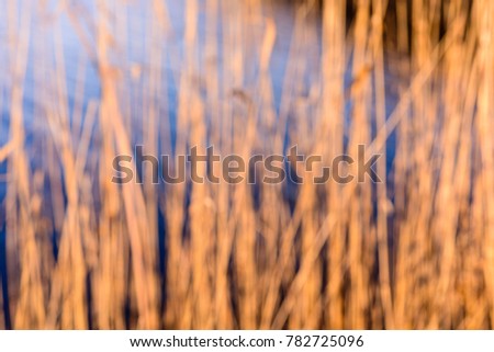 autumn grass bents against dark background in warm day. countryside