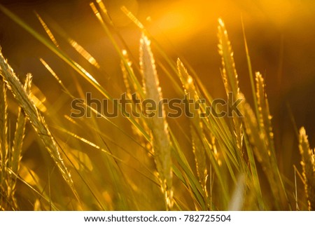 autumn grass bents against dark background in warm day in sunset light. countryside. golden sun