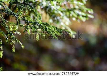 spruce tree branches against dark background in warm day. countryside