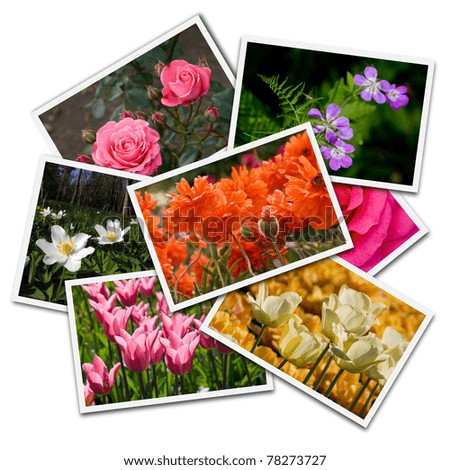 Flower postcards isolated on the white background