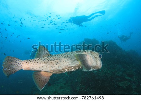 Porcupinefish and scuba diver