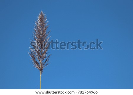 The reed flower grass gold color in the field with wind and blue sky nature background in winter season beautiful 