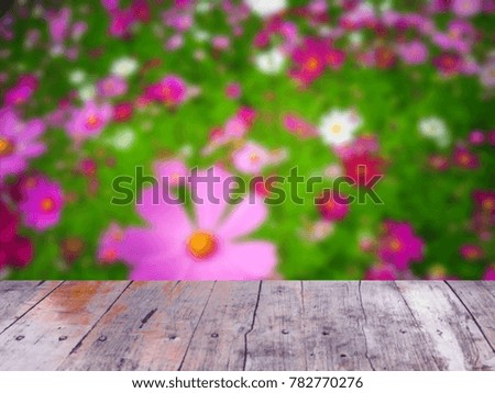 The wooden floor with the blur view of pink and white cosmos flowers  sky in the beautiful green garden of day light , blurry style.